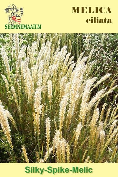 Перловник реснитчатый (Melica ciliata)